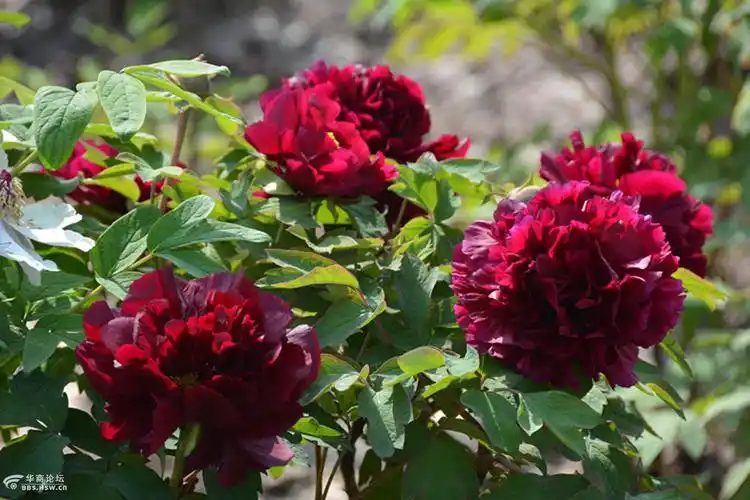 图拍中国国花园牡丹名品冠世墨玉