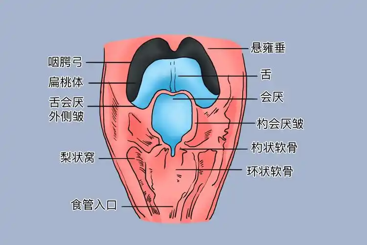 正常人的喉咙清晰图片_有来医生