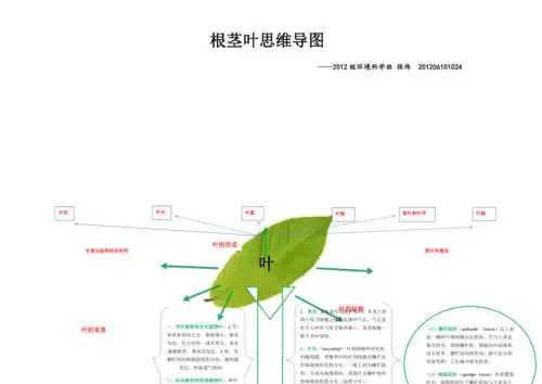 植物学根茎叶结构思维导图