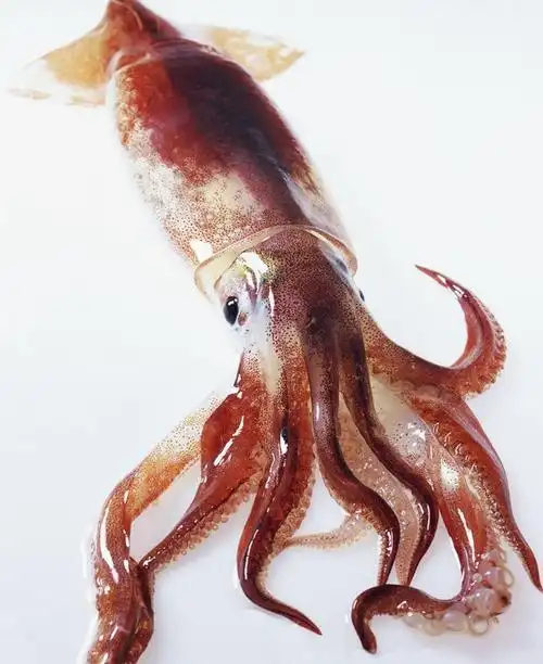 纺锤乌贼词条图册_百度百科