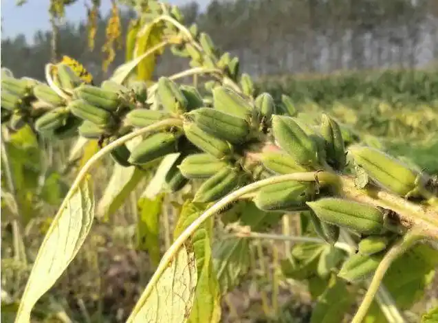 导致的芝麻,苞谷倒伏刚刚,小编去地里拍了几张照片让上蔡部分的"芝麻"