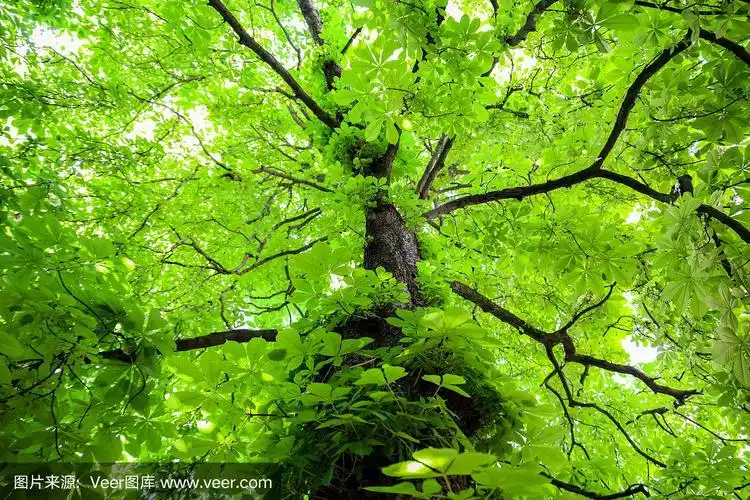 绿色的树,枝叶茂盛