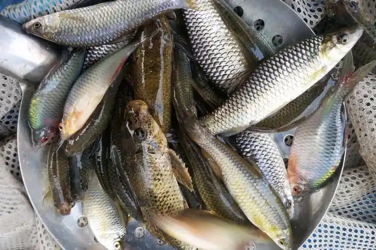 春季市场淡水小河鲜新鲜美味麦穗鱼销量比黄辣丁要好吃法多多