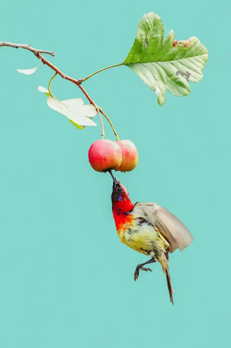 (蓝喉太阳鸟,黑颏凤鹛,紫色花蜜鸟,蓝肩花蜜鸟)/通哥摄影欣 - 抖音