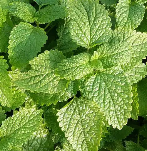 2022新鲜柠檬香蜂草鲜叶新鲜薄荷香草叶香草生态种植5公斤批