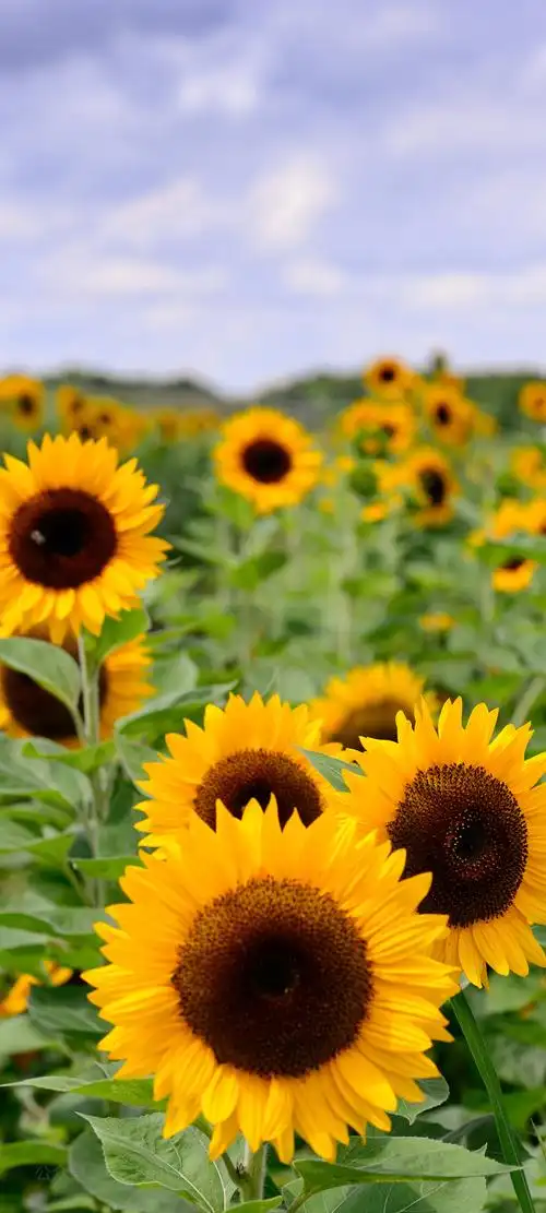 向日葵唯美壁纸ins