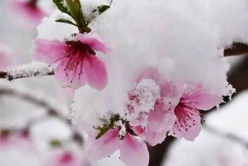 阳春三月桃花雪