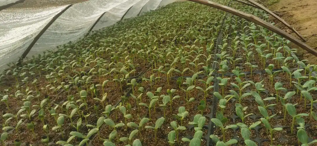 尉氏县水坡镇人勤春来早西瓜育苗忙