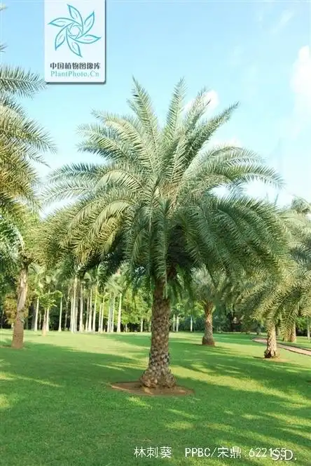 p data-id="gnbtptvhts">林刺葵(phoenix sylvestris)是棕榈科海枣属