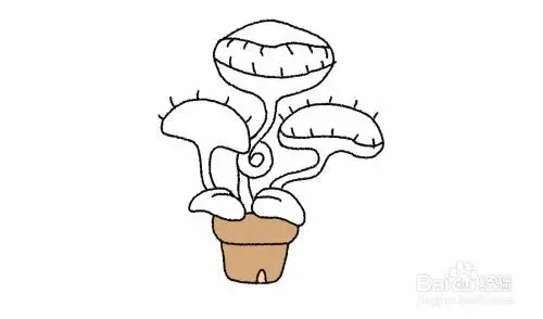 捕蝇草怎么简笔画