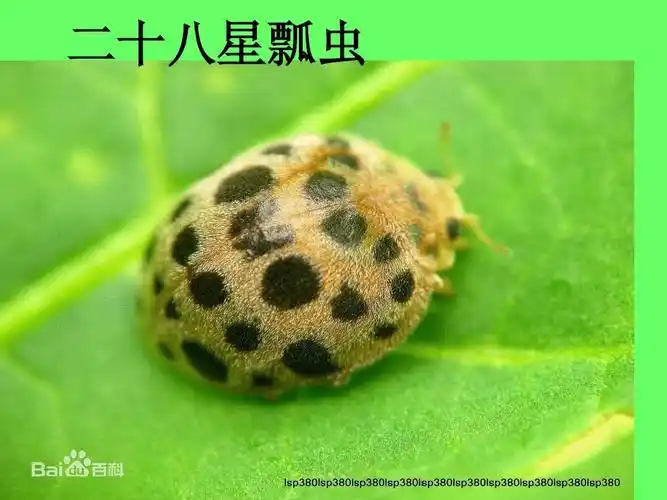 三年级综合实践《瓢虫知多少》ppt