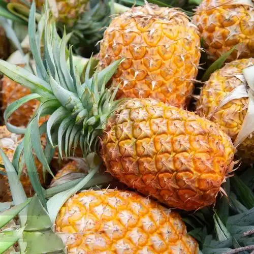 凤梨批发金钻爆甜海南特大新鲜应季水果手撕非徐闻菠萝2/10斤代发