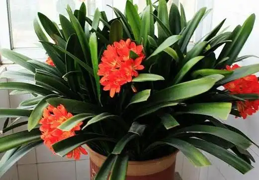 君子兰品种有哪些,最名贵君子兰品种图片大全