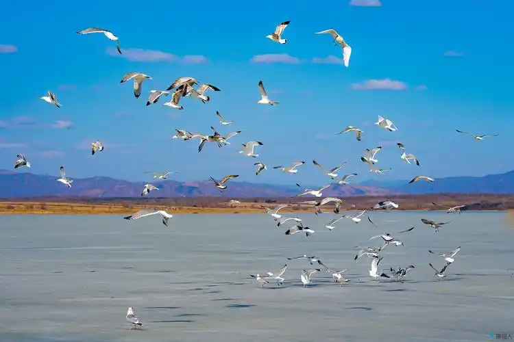 群鸥飞翔