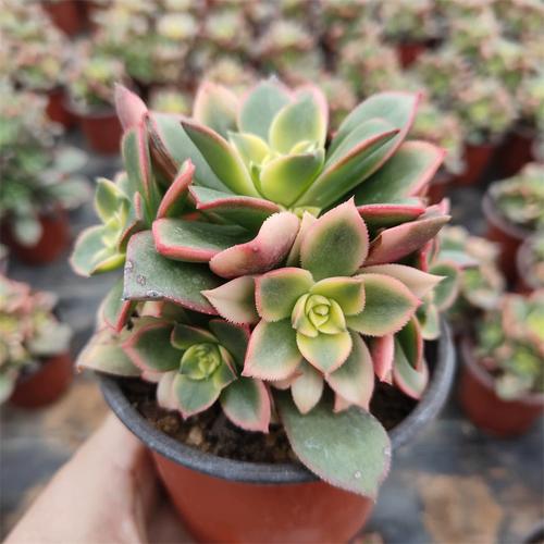 艳日辉多肉植物大颗老桩群生法师多头精品控养阳台办公室美观趣味