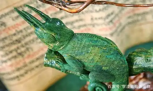 精灵异宠!杰克森变色龙最基本的饲养科普,很适合新手