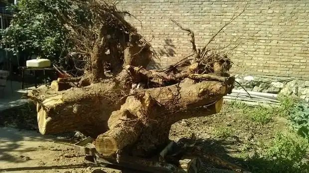 新榆树根,寻求帮助.