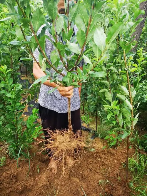 [蜂糖李树苗批发]蜂糖李树苗 蜂糖李子苗 现挖发货 产地直销 量大优惠