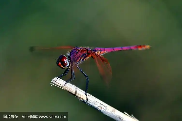 紫色的蜻蜓