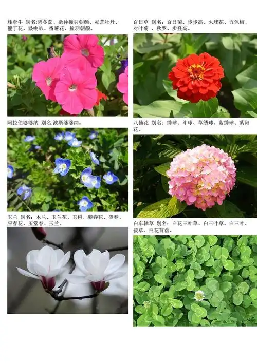 农村,园林常见100种花草植物-新.pdf-全文可读