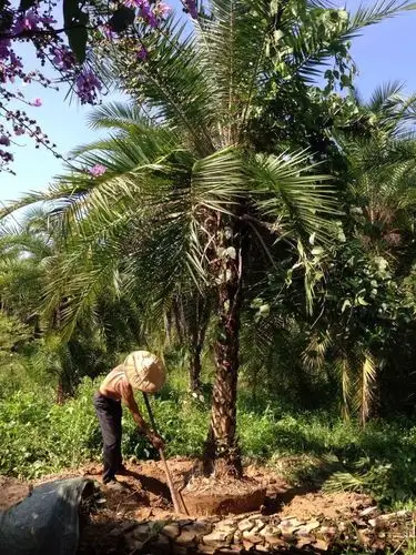 伊拉克蜜枣杆高3米价格1300