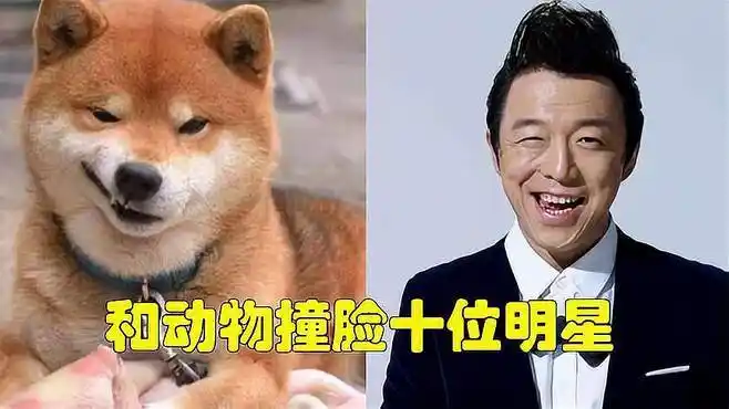 和动物撞脸十位明星,本以为黄渤已经够像了,看到王一博笑出鹅叫-娱乐