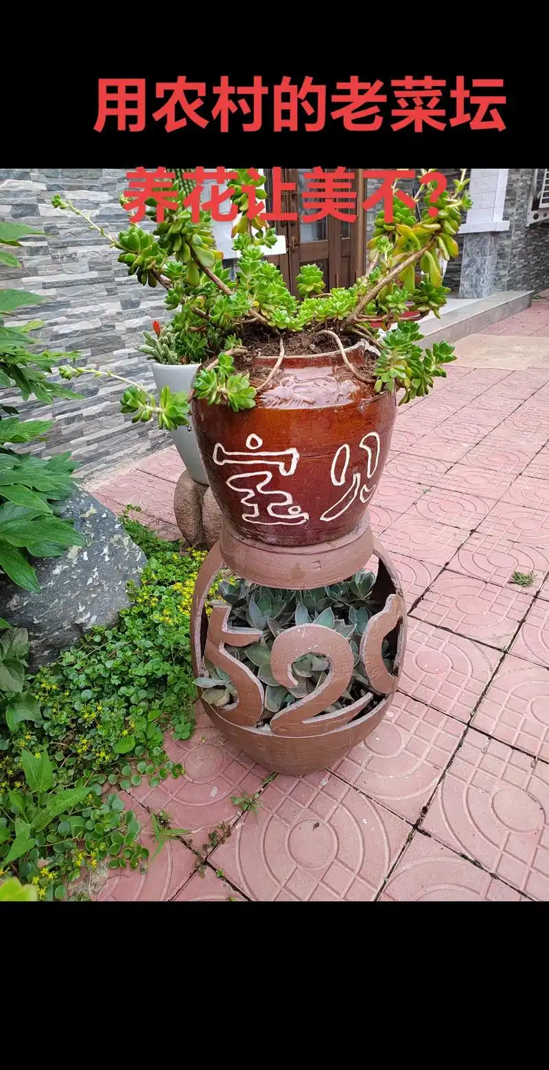 用老菜坛养花,你说美不美 - 抖音