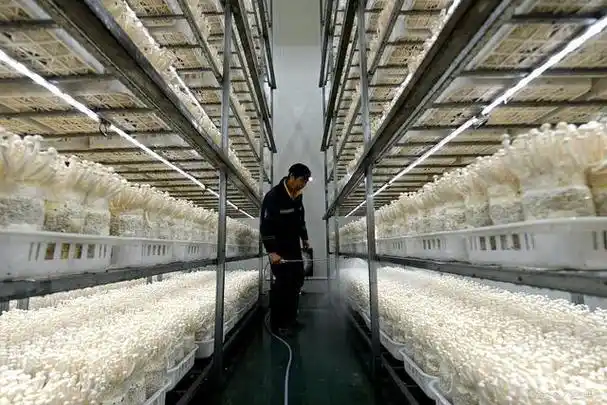 金针菇的最佳发菌温度为20-25℃,而金针菇子实体的生长温度为8-12℃.