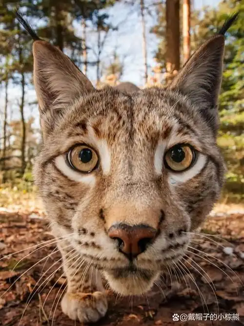 lynx lynx 92别名:欧亚猞猁,林曳,猞猁狲,马猞猁,山猫,野狸子 92