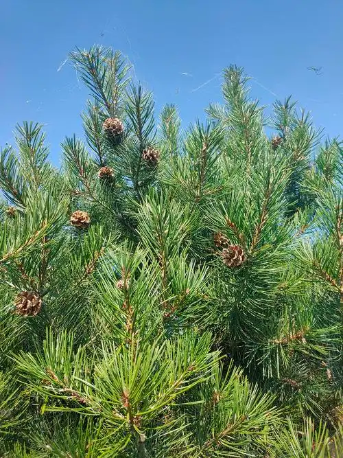 在村口的松树上搞了点松子