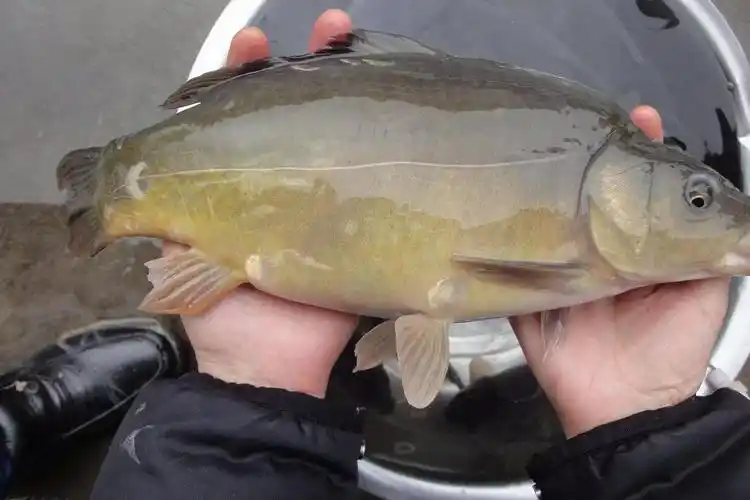 淡水银鳕鱼(淡水银鳕鱼吃什么饵料)