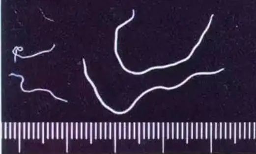 有肺线虫 ( 肺丝虫,又名后圆线虫 ),寄生于猪支气管和细支气管内.