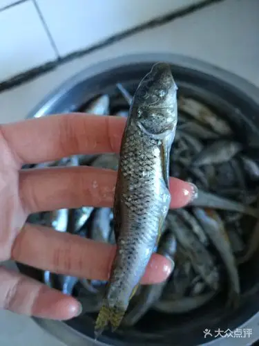 这款鱼尾是豹纹是鱼俗名叫黑老婆,学名叫啥没查到.