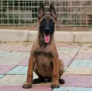 出售纯种马犬幼犬- 送用品