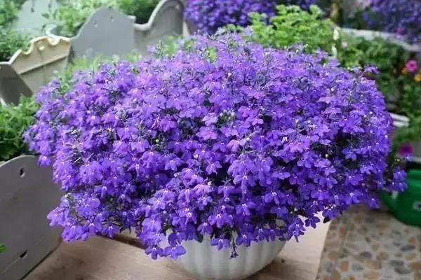 的花卉之一,它有着迷人而灿烂的花卉,花量是特别多的,除了蓝紫色的花