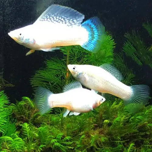 玛丽鱼之胎生白雪公主高帆高鳍银大帆活体观赏鱼鱼