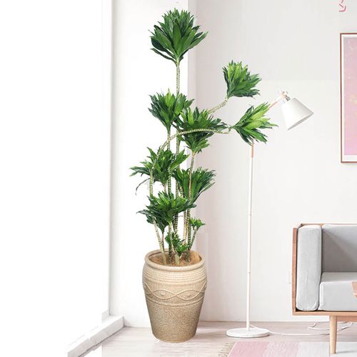 红植物易活好养格调室内客厅风水卧室绿植花—大型绿植/成品组合盆栽