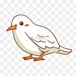 鸟鸽子