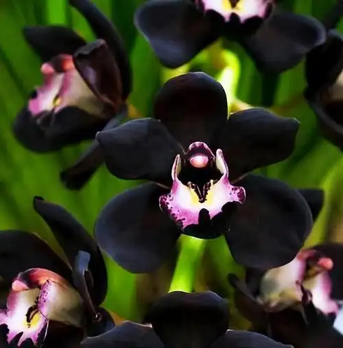 墨兰新宠"黑雪姬",黑杆黑花,花色神秘,兰香浓郁,好养易活
