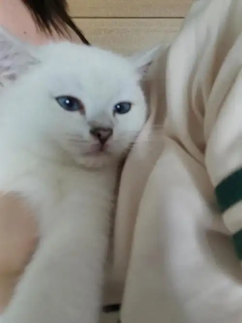 只有尾巴有黑尖尖的银渐层就是白猫