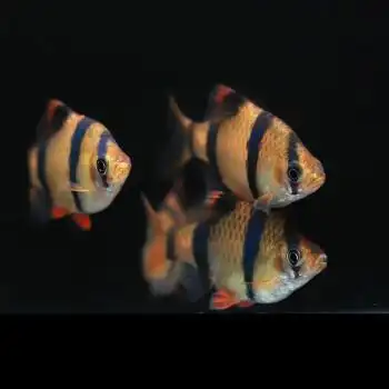 虎皮鱼小型鱼活体观赏鱼绿虎皮新手混养群游热带鱼小缸鱼耐养皮实