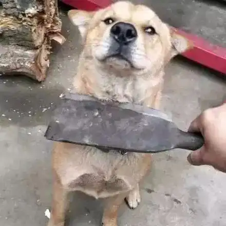 主人拿刀放在狗狗脖子上,以为它会认错,结果它的表情让主人哭笑不得.