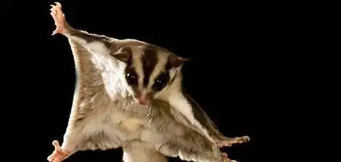 会飞的宠物鼠叫什么