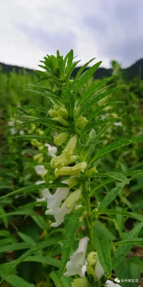 走游全州永岁源口白云头岭上芝麻开花节节高