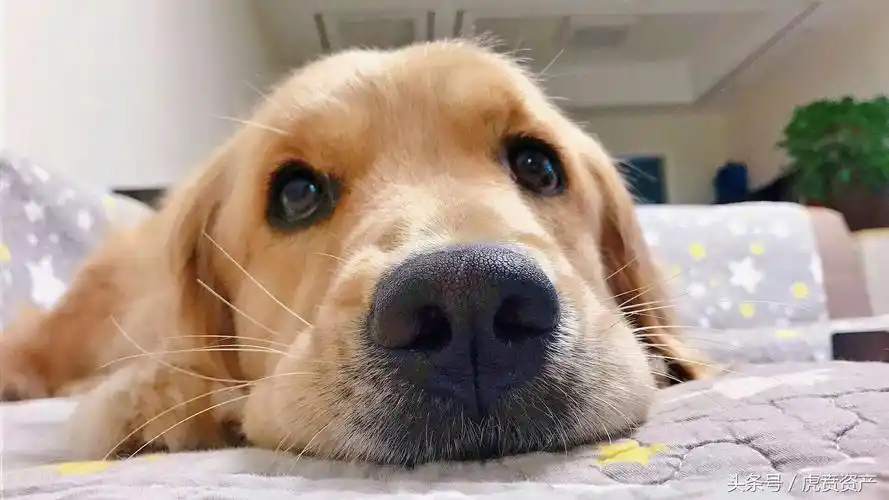 金毛犬到底怎么训练的?网友:家有"废狗"