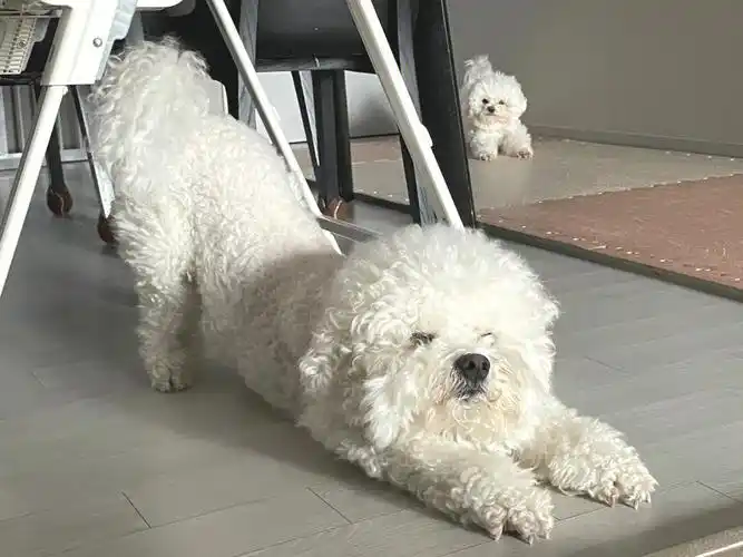 比熊最标准的下犬式学废了