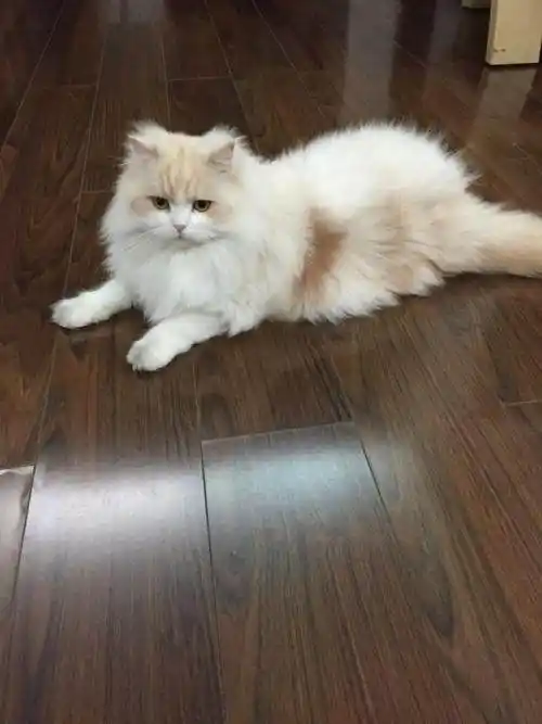 是以阿富汗的土种长毛猫和土耳其的安卡拉长毛猫为基