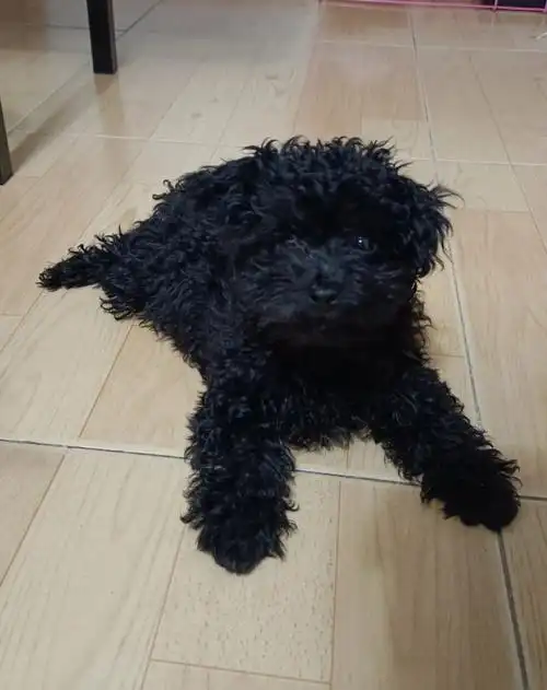 请问两个多月的黑色泰迪可以剪毛吗