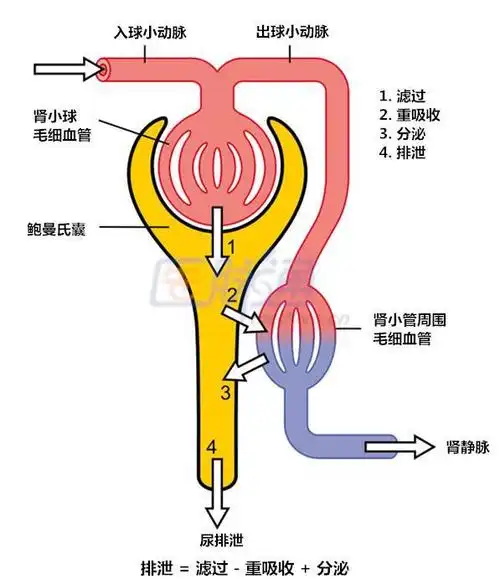 肾脏老化的特点和治疗:听听专家怎么说