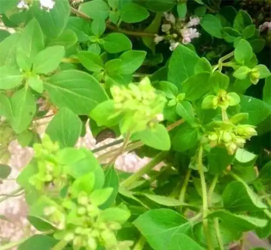 以前农村喝的香龙草不比龙井差如今600一斤都难买